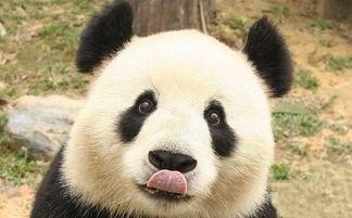 谭竹熊猫吃瓜网黑料网曝门,揭秘网络舆论的暗流涌动 谭竹熊猫吃瓜网黑料网曝门,揭秘网络舆论的暗流涌动